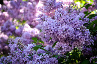 Lilacs (2015)