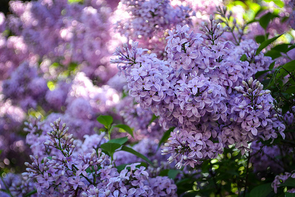 Lilacs (2015)