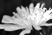 Dandelion (2014)