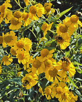 Bumble Bees & Helenium (2021)