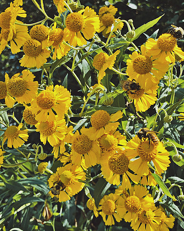 Bumble Bees & Helenium (2021)