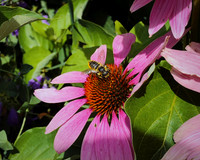 Bee & Cone Flower (2020)