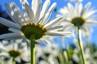 Daisy (2014)