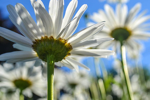 Daisy (2014)