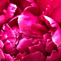 Pretty Pink Peony (2021)