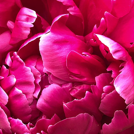 Pretty Pink Peony (2021)