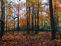 Eerie Autumn (2020)