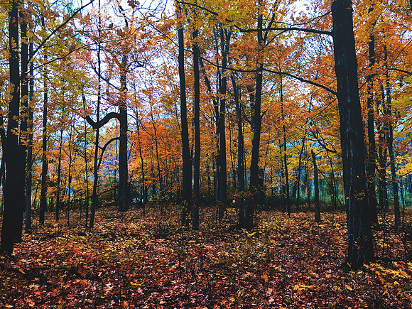 Eerie Autumn (2020)