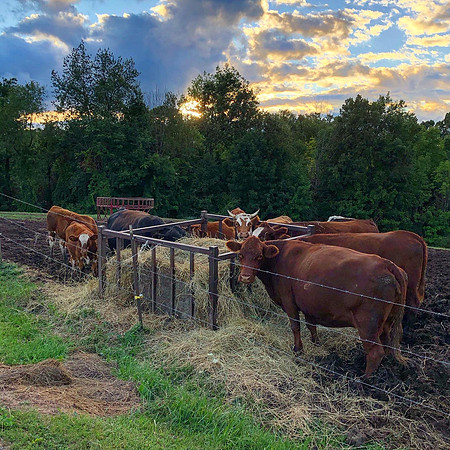 Cows (2020)